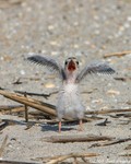 Least Tern chick