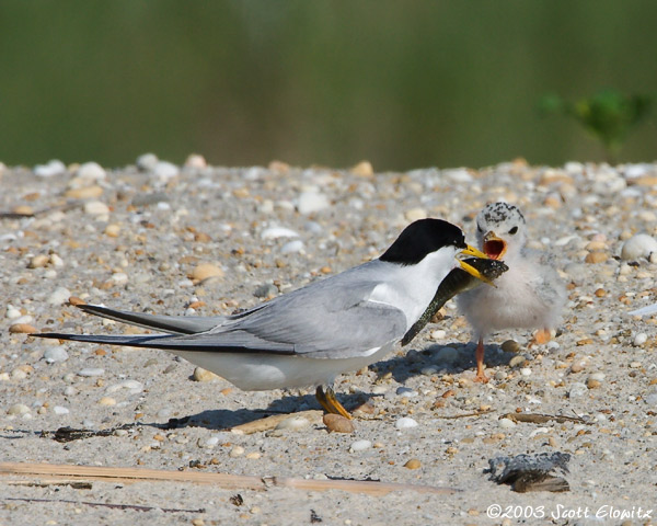 Least Tern feeding chick