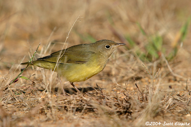 Connecticut Warbler