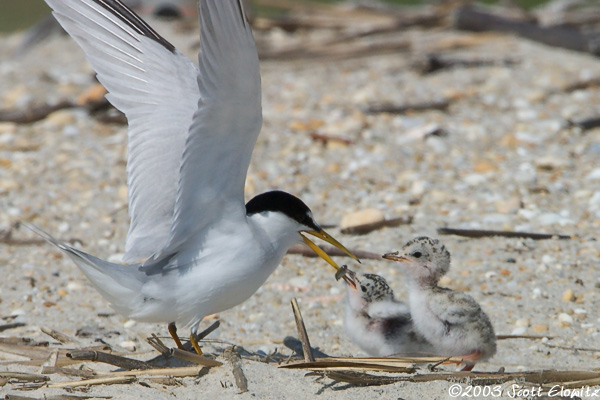 Least Tern feeding chicks