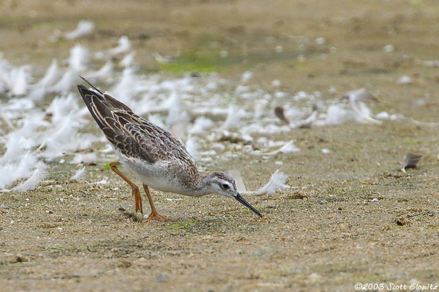 Wilson Phalarope