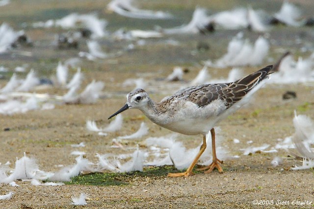 Wilson's Phalarope