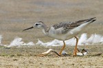 Wilson's Phalarope