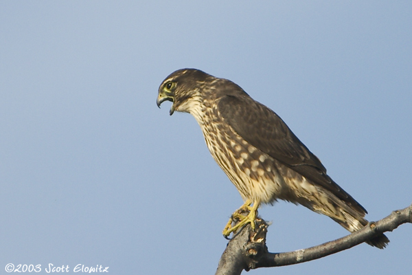 Merlin