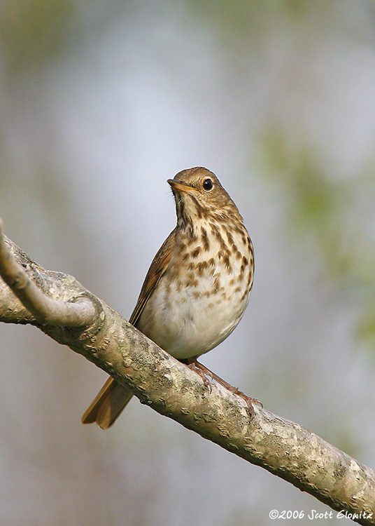 Hermit Thrush