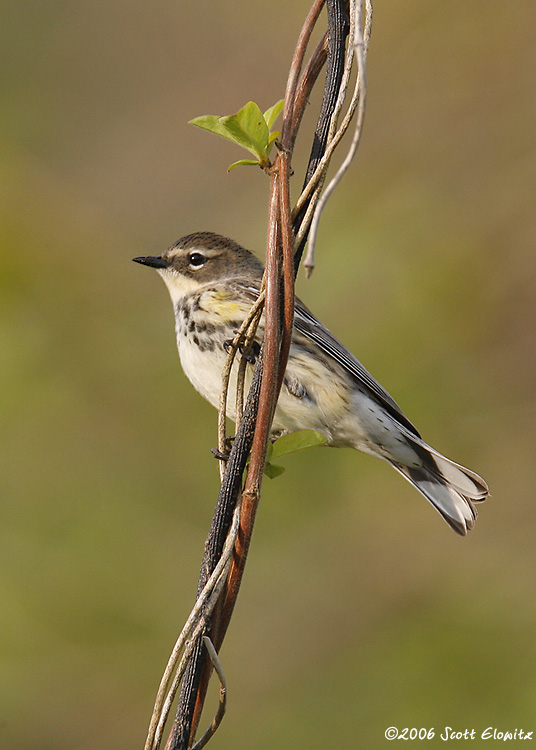 Yellow-rumped Warbler