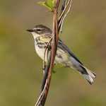 Yellow-rumped Warbler