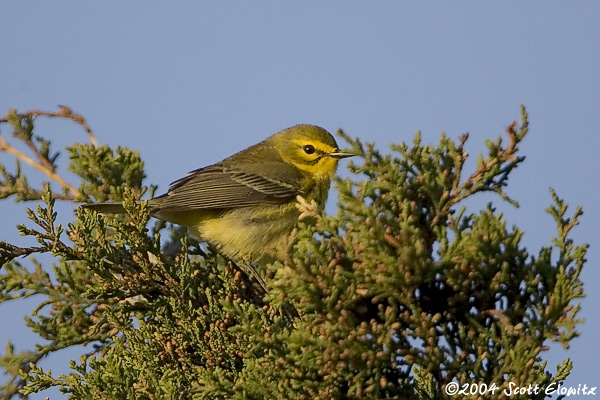 Prairie Warbler