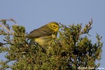 Prairie Warbler