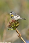 Yellow-rumped Warbler