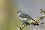 Blue-gray Gnatcatcher