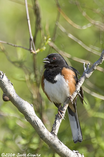 Eastern Towhee