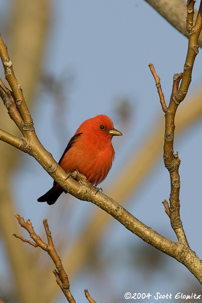 Scarlet Tanager