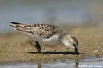 Semipalmated Sandpiper