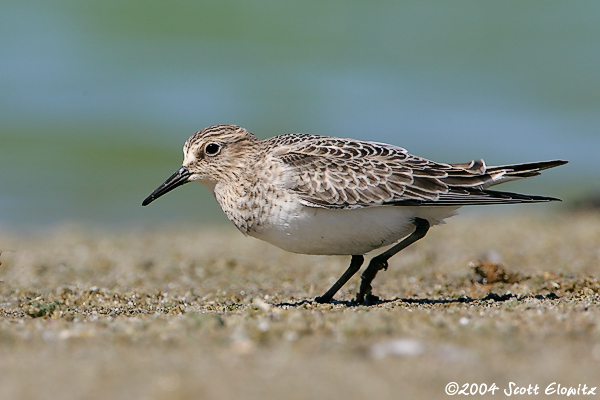 Baird's Sandpiper