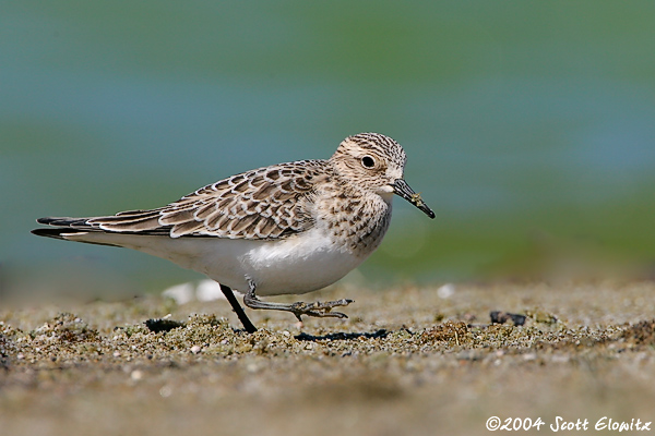 Baird's Sandpiper