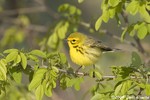 Prairie Warbler