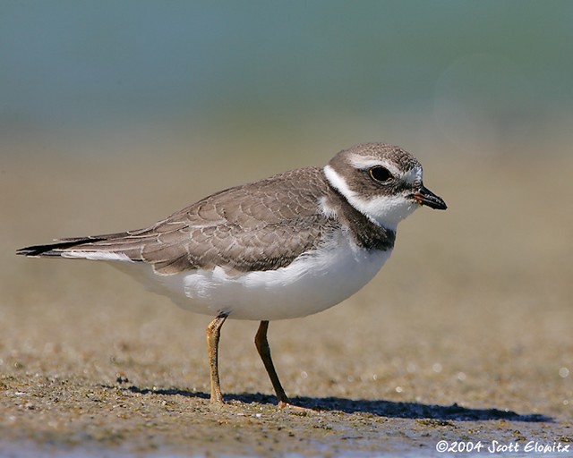 Semipalmated Plover