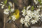 Prairie Warbler