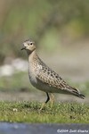 Buff-breasted Sandpiper