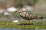 Buff-breasted Sandpiper