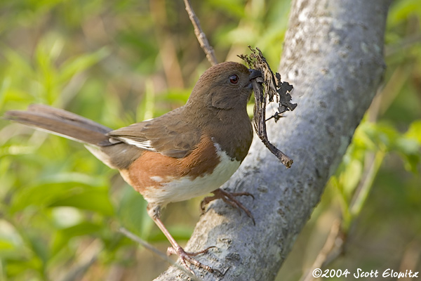 Eastern Towhee