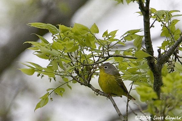 Nashville Warbler