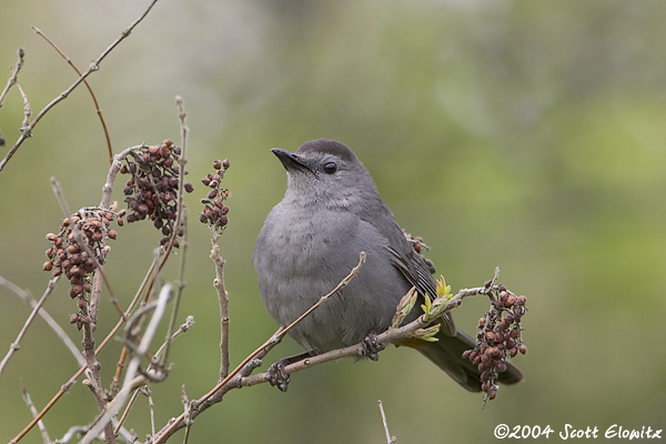 Gray Catbird