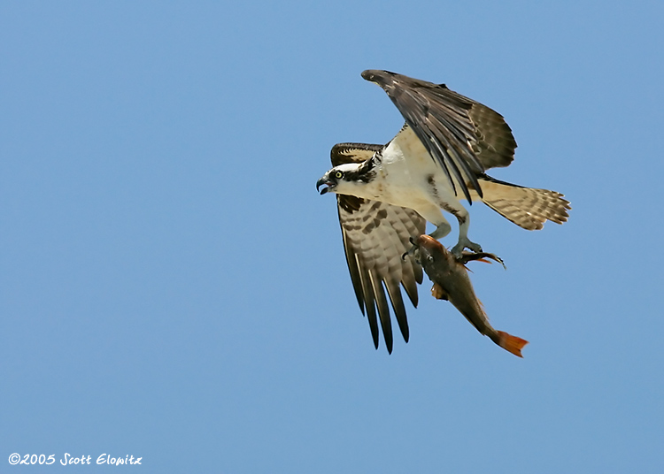 Osprey