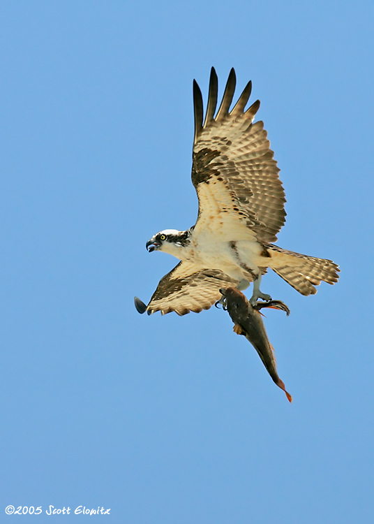 Osprey