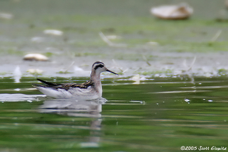 Red-necked Phalarope