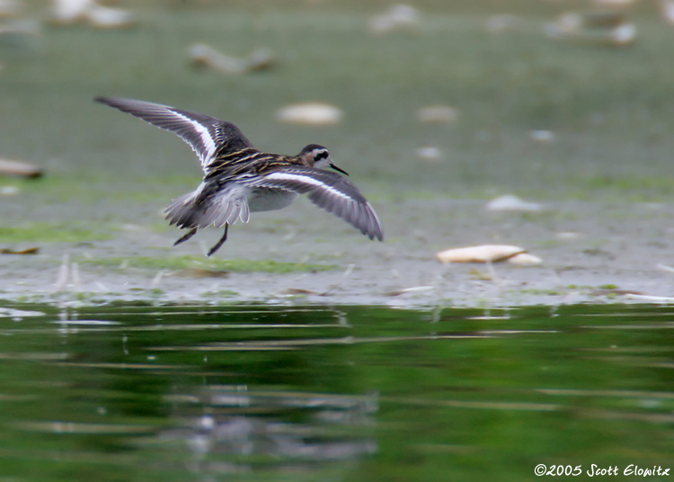 Red-necked Phalarope