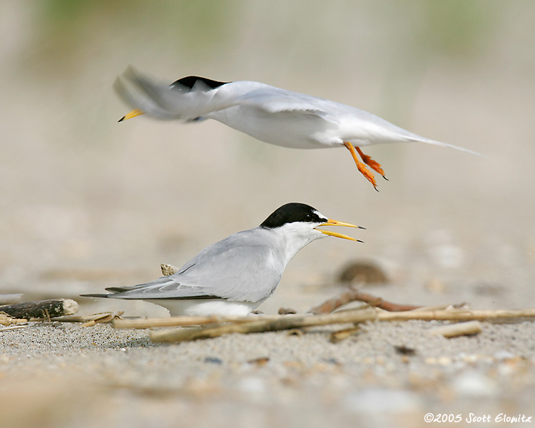 Least Tern