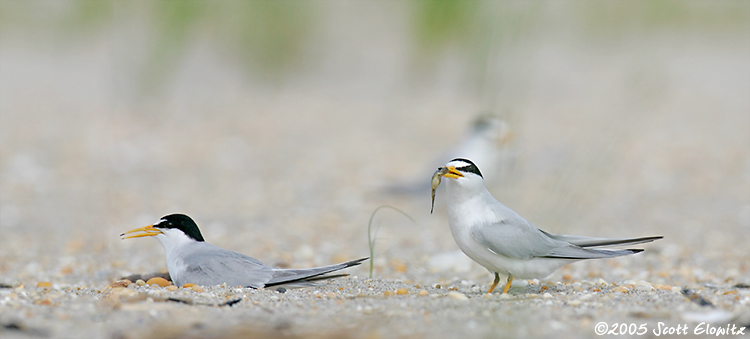 Least Tern