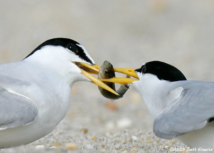 Least Tern