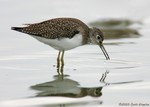 Solitary Sandpiper