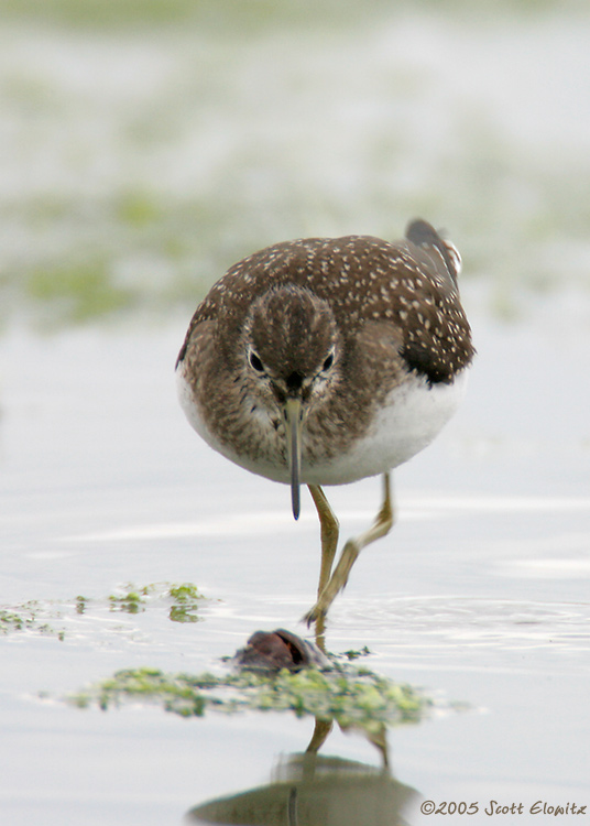 Solitary Sandpiper