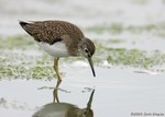 Solitary Sandpiper