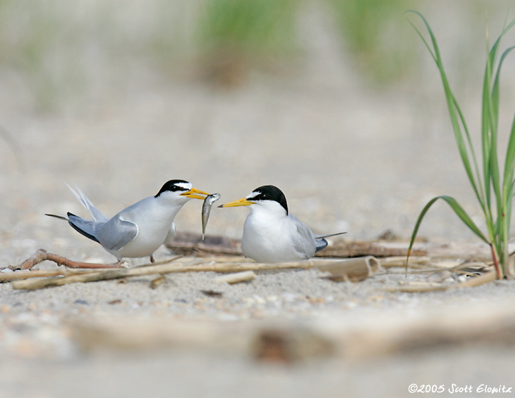 Least Tern