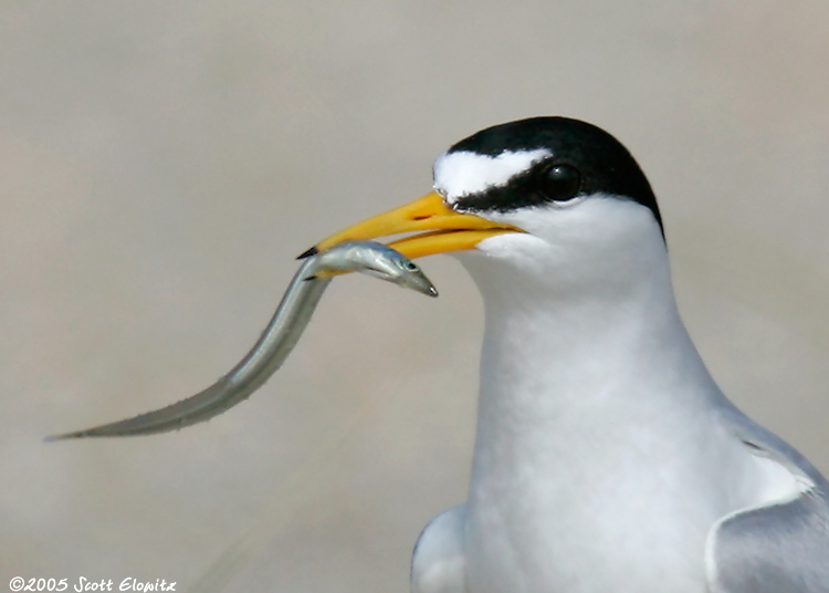 Least Tern