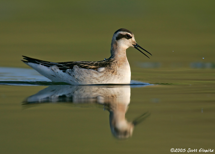 Red-necked Phalarope