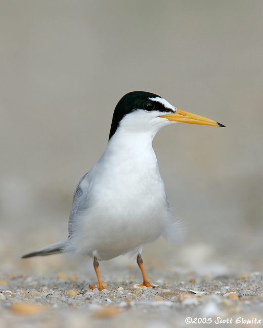 Least Tern