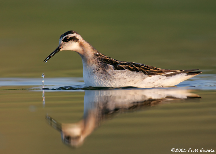 Red-necked Phalarope