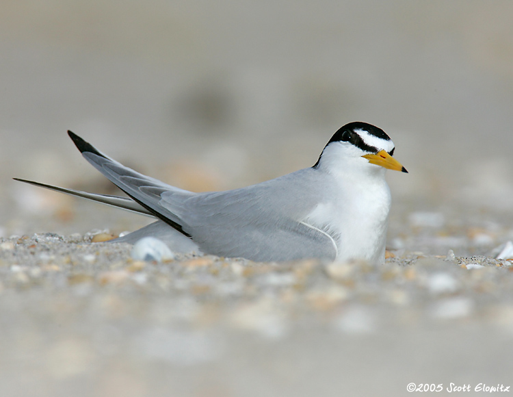 Least Tern