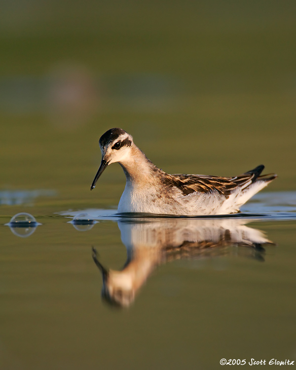 Red-necked Phalarope