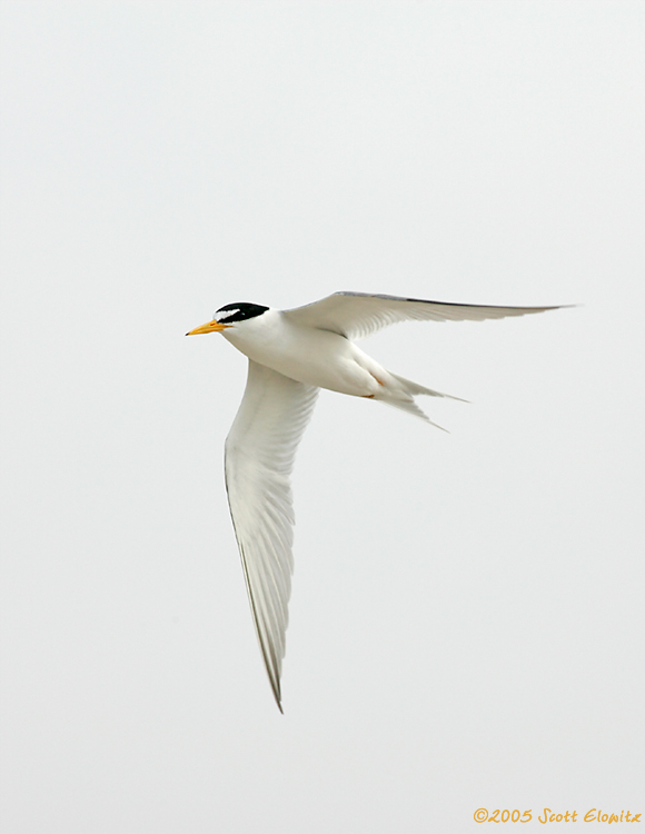 Least Tern