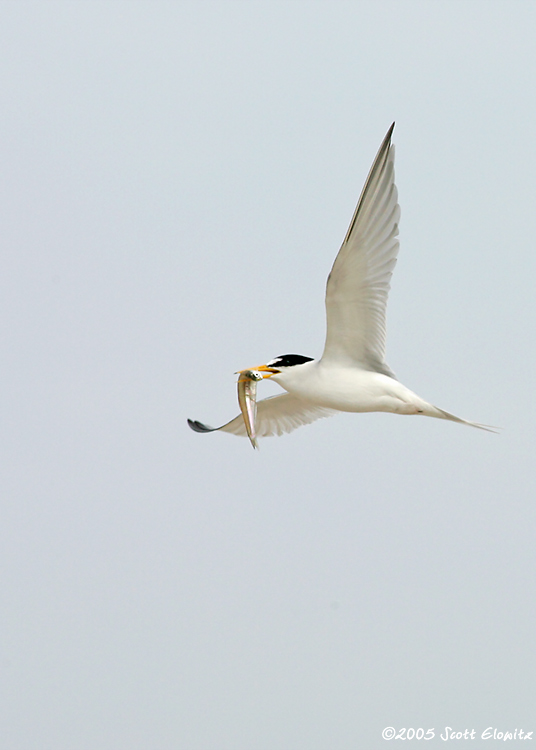 Least Tern