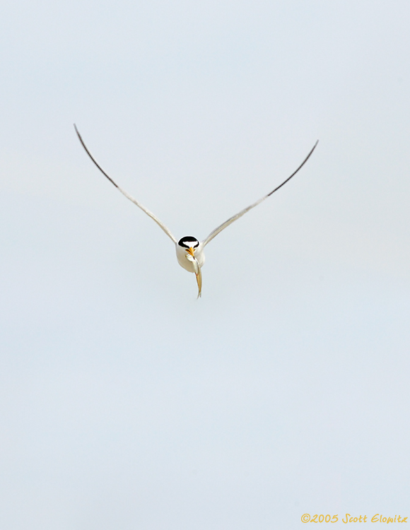 Least Tern