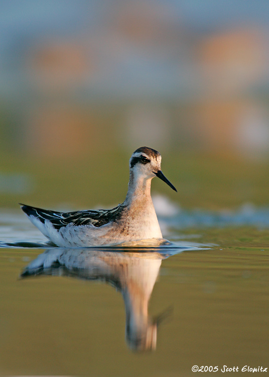 Red-necked Phalarope