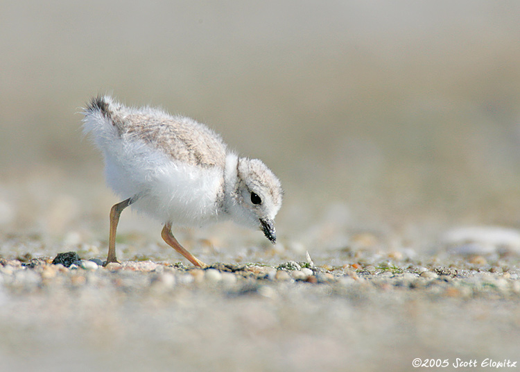 Piping Plover